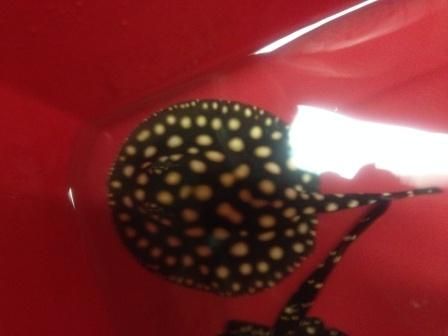 hybrids stingray motoros